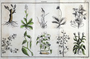 Szárak: a "" Flora Françoise-ban, vagy a Franciaországban természetesen termő növények rövid leírása, egy új elemzési módszer szerint rendezve, amelyhez idézi legkevésbé egyértelmű erényeiket az orvostudományban és hasznosságukat a művészetben" J alkotó: Unknown artist