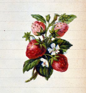 Eper. 19. századi kromolitográfia. alkotó: Unknown artist