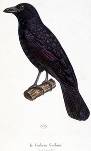 A Corbine Raven – természetrajzi tábla alkotó: Unknown artist