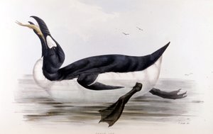 Az óriáspingvin (Alca Impennis) – Európa madarai című filmben, John Gould, London alkotó: Unknown artist
