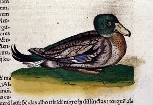 Conrad Gesner (1516-1565), Tiguri: A Harle az állatok történetében alkotó: Unknown artist
