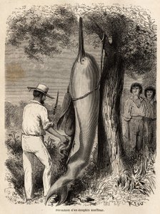 A szerző boncolása egy fúvódelfinről (édesvízi delfin), amelyet két Perou Cocama indián figyelt meg, akik szigonyozták az állatot. Metszet a Csendes-óceántól a L