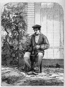 A pezsgő bor palackozása. Metszet 1864-ből. alkotó: Unknown artist