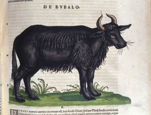 A bivaly a Historia animalium után, Konrad Gesner, Tiguri alkotó: Unknown artist