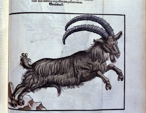 A Bak az állatok története után Konrad Gesner, Tiguri alkotó: Unknown artist