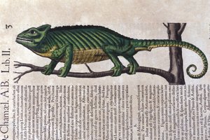 A kaméleon a Historia animalium után, Konrad Gesner, Tiguri alkotó: Unknown artist