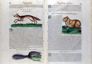 Conrad Gesner (1516-1565), Tiguri Rágcsálók dupla oldala a Historia Animaliumban alkotó: Unknown artist
