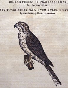 A sólyom Conrad Gesner Historia Animaliuma nyomán, Tiguri 1560. Biblioteca Nazionale Braidense. Milánó alkotó: Unknown artist