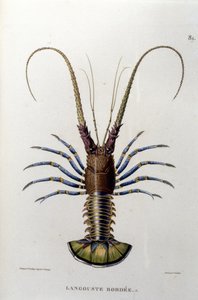 A homár. 19. század alkotó: Unknown artist