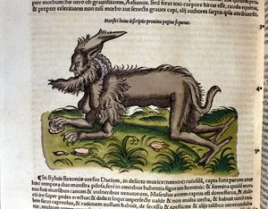 Manticore a Historia Animaliumból, Conrad Gesner, Tiguri, 1560. Biblioteca Nazionale Braidense. Milánó alkotó: Unknown artist