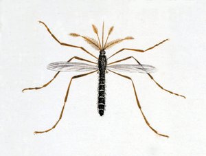 A szúnyog. Természettudományi tábla. 19. század. alkotó: Unknown artist