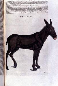 A márna a Historia animalium után, Konrad Gesner, Tiguri alkotó: Unknown artist