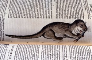 A vidra - Historia Animalium, Conrad Gesner (1516-1565), Tiguri alkotó: Unknown artist