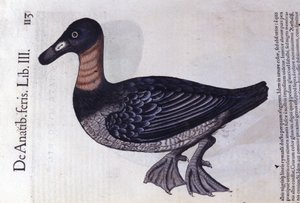 A vörösnyakú kacsa a Historia animalium nyomán, Konrad Gesner, Tiguri alkotó: Unknown artist