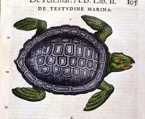 A tengeri teknős a Historia Animalium of Conrad Gesner szerint, Tiguri 1560 alkotó: Unknown artist