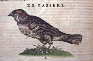 A veréb a Historia Animaliumban, Conrad Gesner (1516-1565), Tiguri alkotó: Unknown artist