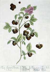 A teanövény Frutex Bontii - botanikai tábla alkotó: Unknown artist