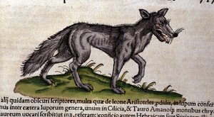 A farkas a Historia Animalium után, Conrad Gesner, Tiguri, 1560. Biblioteca Nazionale Braidense. Milánó alkotó: Unknown artist