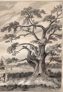 James Cook kapitány (1728-1779) harmadik útja (1776-1779): fa, amely alatt Cook megfigyelte a Vénusz áthaladását – az illusztráció a „18. századi nagy tengerészek” c. alkotó: Unknown artist