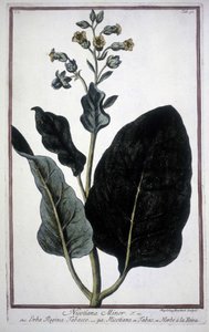 Dohánylevél és virág (Nicotiana Minor) egy 19. századi herbáriumban. alkotó: Unknown artist