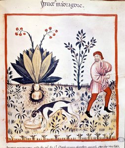 Az orvostudomány 14. századi traktátusa. Szerezd vissza Mandrake-et. Biblioteca Nazionale Braidense. Milánó alkotó: Unknown artist