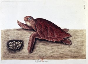 Teknős és tojásai – Természettudományi tábla, B.N. alkotó: Unknown artist