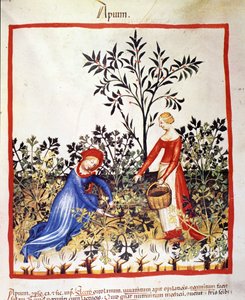 Két nő petrezselymet szed. Megvilágítás az orvostudomány és a dietetika fejéséből "" Tacuinum sanitatis"" alkotó: Unknown artist