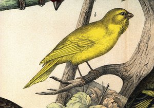 Kanári - a „Madarak természettörténetében””, szerk. Hoepli, Milánó alkotó: Unknown artist