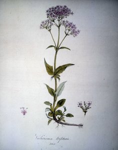 Valeriana mauve vagy Valeriana tripteris. 19. századi herbárium. alkotó: Unknown artist