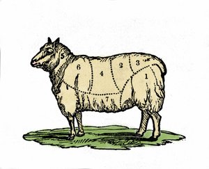 Különböző darabok birka hentes. 19. század végi illusztráció. alkotó: Unknown artist