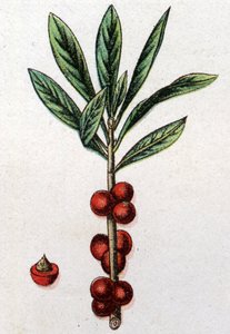 Venenos botanikai növények: Daphne Mezereon. Friedrich Eduard Bilz (1842-1922) vésése „A természetes gyógymód”-ba alkotó: Unknown artist