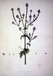 Verbena officinalis (Verbena officinale). 19. századi herbárium. alkotó: Unknown artist