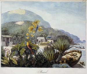 Brazília képe a „” A napéjegyenlőségi régiók nézetei és tájai, a világ körüli utazás során összegyűjtve”, sd. 19. század alkotó: Unknown artist