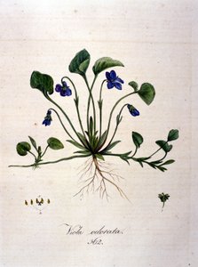 Ibolya. 19. századi metszet. alkotó: Unknown artist