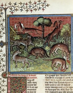 Mottónk a farkas és egész természete. Miniatűr Gaston Phoebus (1331-1391) és Gaston III Comte De Foix alkotó: Unknown artist