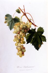 Fehér szőlő. 19. századi metszet. alkotó: Unknown artist