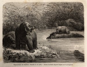 Zambiai víziló: nőstény és fiai felfrissülnek a folyóban. Metszet Dr. Livingstone első dél-afrikai útjainak illusztrálására 1840 és 1856 között, a „Le tour du monde, nouveau Journal des voyages” című kiadványban, amely Edouard Cha irányítása alatt jelent m alkotó: Unknown artist