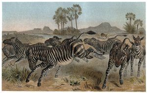 Zebre – Zebrák – afrikai lófélék (lófélék) – metszet Alfred Edmund Brehm (1829-1884) „” Brehm