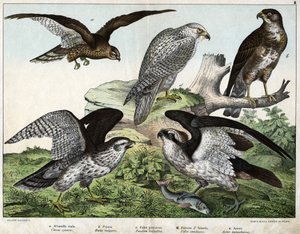 a: Sas vagy királyi túzok, b: fúvóka, c: halászsólyom, d: izlandi sólyom, e: körül = astore - in „Natural History of Birds”, szerk. Hoepli, Milánó alkotó: Unknown artist