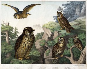 a: Aranybagoly (Bubo cowardus), b: Hulotte (macska-huant) (Asio kagyló), c: Vadbagoly (Syrnium aluco), d: Bagoly (Strix flammea), e: Bagoly (Athene bagoly) - a „Természetes”-ben A madarak története”, szerk. Hoepli, Milánó alkotó: Unknown artist