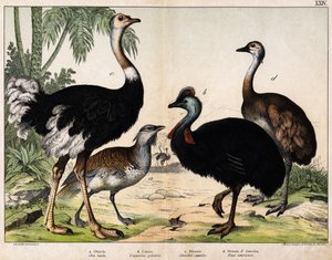 a: Grance túzok (Otis tarda), b: Casoar (Casarius galeatus), c: afrikai strucc (Struthio camelus), d: Nandon (Rhea Americana) -In „” Natural History of Oideals”, szerk. Hoepli, Milánó alkotó: Unknown artist