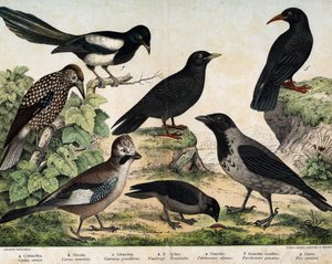 a: Palástás varjú (Corvus cornix), b: Közönséges csíra (Corvus monedula), c: Csatorna szajkó (Garrulus glaudarius), d: Foltos cassenoix (Nucifraga caryocatactes), e: Sárgacsőrű csokis (Pyrrohocorax alpinus), f: Vörös -billed (Pyrrhocorracorracorracorrax) x alkotó: Unknown artist