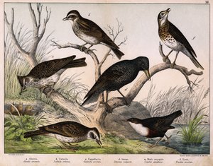 a: északi pacsirta (Lark arvensis), b: lulu pacsirta (Lullula arborea), c: Cappellaccia (Galerita cristata), d: Sansonnet seregély (Sturnus vulgaris), e: kacsa (Cinclus aquaticus), f: rigó (Turdus musicus) - a "Madarak természettörténetében", szerk. Hoepli alkotó: Unknown artist