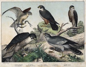 a: Sólyom (Falco peregrinus), b: Sólyom sólyom (Hypotriorchis subbuteo), c: Vecskesólyom (Tunnunculus alaudarius), d: Sólyom (Sólyom vége), e: Éneklés körül (Melierax musicianus) - a „Natural History of Madarak, szerk. Hoepli, Milánó alkotó: Unknown artist