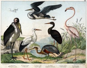 a: Phoenicopterer vagy Flamingo (Phoenicopterus roseus), b: Fehér gólya (Ciconia alba), c: Fekete gólya (Ciconia migra), d: Marabout (Leptoptilus crumenifer), e: Fehér gém (Ardea cinerea), f: Vörös gém ( Ardea purpurea) - a „Madarak természettörténetében”  alkotó: Unknown artist