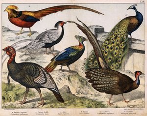 a: Ezüstfácán (Euplocamus nycthemerus), b: Aranyfácán (Thaumalea picta), c: Fenséges fácán (Argus giganteus), d: Kék páva (Pavo cristatus), e: Lophophorus impeyanus, f: Pulyka (Meleapavogris) gallo-pavogris , in „Madarak természettörténete”, szerk. Kapa alkotó: Unknown artist
