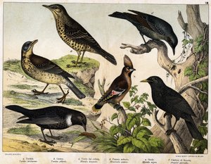 a: rigó (Turdus viscivorus), b: rigó (Turdus pilaris), c: feketerigó (Merula torquata), d: kékrigó (Monticola cyanus), e: feketerigó (Merula nigra), f: Bohemian de chatterer (Ampelis garulus) - a „Madarak természettörténetében”, szerk. Hoepli, Milánó alkotó: Unknown artist