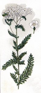 illusztráció a Mon docteur - traite de medecine et d