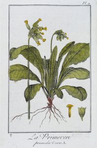 Primrose (Primula veris) – a „Növénytani gyakorlatok kereskedők számára” című könyvében, írta J.C. Philibert, Imprimerie de Crapelet, Párizs alkotó: Unknown artist