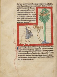 A Cinomolgus alkotó: Unknown artist